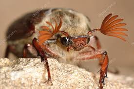 Attēlu rezultāti vaicājumam “Melolontha melolontha”