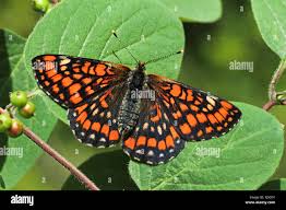 Attēlu rezultāti vaicājumam “Euphydryas maturna”