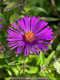 Image result for Aster novae-angliae