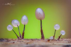 Attēlu rezultāti vaicājumam “Comatricha nigra macro”