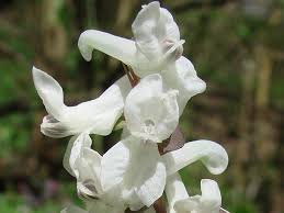 Attēlu rezultāti vaicājumam “Corydalis cava fruit”