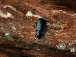 Attēlu rezultāti vaicājumam “Tachyta nana”