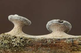 Attēlu rezultāti vaicājumam “Diderma subincarnatum plasmodium”