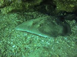 Image result for Tetronarce nobiliana