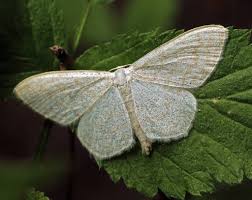 Attēlu rezultāti vaicājumam “Cabera exanthemata female”
