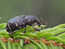 Attēlu rezultāti vaicājumam “Hylobius pinastri”