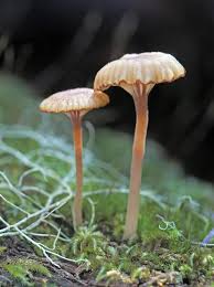 Attēlu rezultāti vaicājumam “Lichenomphalia umbellifera”