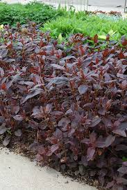 Attēlu rezultāti vaicājumam “Lysimachia”