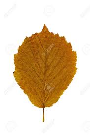 Attēlu rezultāti vaicājumam “Corylus avellana leaf”