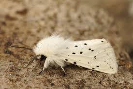 Attēlu rezultāti vaicājumam “Spilosoma lubricipeda”