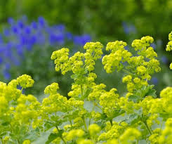 Attēlu rezultāti vaicājumam “Alchemilla subcrenata  flower”
