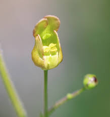 Attēlu rezultāti vaicājumam “Scrophularia nodosa leaf”