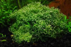 Attēlu rezultāti vaicājumam “Riccia fluitans”