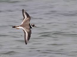 Attēlu rezultāti vaicājumam “Charadrius hiaticula adult”