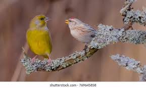 Attēlu rezultāti vaicājumam “Carduelis flammea”