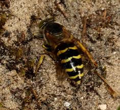 Attēlu rezultāti vaicājumam “Bembix rostrata”