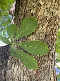Attēlu rezultāti vaicājumam “Aesculus hippocastanum leaf”