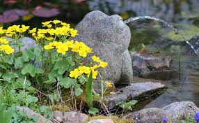 Attēlu rezultāti vaicājumam “Caltha palustris flower”