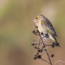 Attēlu rezultāti vaicājumam “Chloris chloris female”