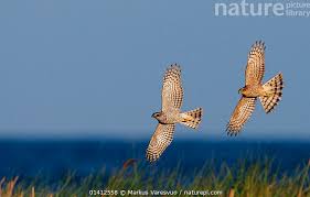 Attēlu rezultāti vaicājumam “Accipiter nisus male”