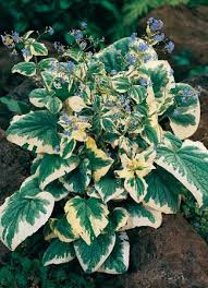 Attēlu rezultāti vaicājumam “Brunnera macrophylla flower”