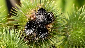 Attēlu rezultāti vaicājumam “Oxythyrea funesta imago”