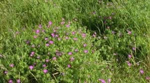 Image result for Rumex sanguineum