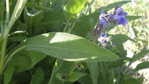 Image result for Salvia officinalis