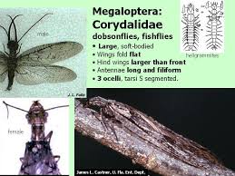 Attēlu rezultāti vaicājumam “Megaloptera”