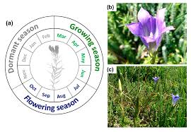 Attēlu rezultāti vaicājumam “Gentiana pneumonanthe flower”