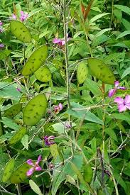Attēlu rezultāti vaicājumam “Lunaria annua flower”