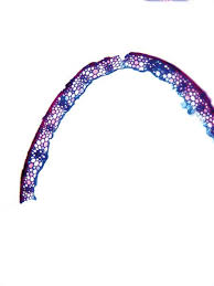 Attēlu rezultāti vaicājumam “Elymus caninus fruit”