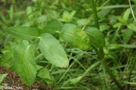 Attēlu rezultāti vaicājumam “Sium latifolium leaf”