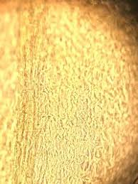 Attēlu rezultāti vaicājumam “Sciuro-hypnum reflexum”