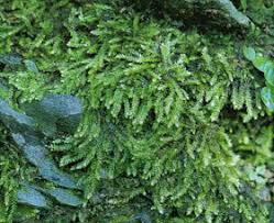 Attēlu rezultāti vaicājumam “Pleurocarpous mosses”