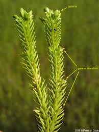 Attēlu rezultāti vaicājumam “Huperzia selago”