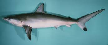 Image result for Carcharhinus isodon