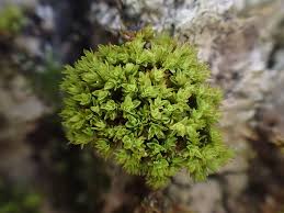 Attēlu rezultāti vaicājumam “Orthotrichum, Nyholmiella”