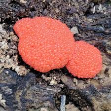 Attēlu rezultāti vaicājumam “Tubifera ferruginosa (subsp. ferruginosa) macro”