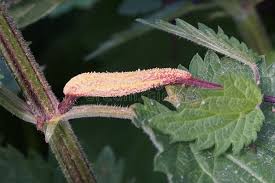 Attēlu rezultāti vaicājumam “Puccinia urticata”