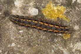 Attēlu rezultāti vaicājumam “Eilema griseola larva”