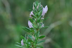 Attēlu rezultāti vaicājumam “Ononis arvensis bud”