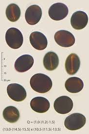 Attēlu rezultāti vaicājumam “Biscogniauxia marginata”