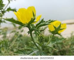 Attēlu rezultāti vaicājumam “Papaver argemone leaf”