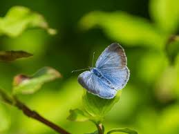Attēlu rezultāti vaicājumam “Celastrina argiolus underside”