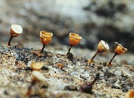 Attēlu rezultāti vaicājumam “Diderma effusum spores”