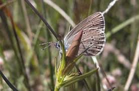 Attēlu rezultāti vaicājumam “Maculinea alcon upperside”