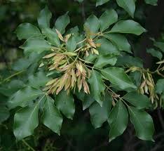 Attēlu rezultāti vaicājumam “Fraxinus excelsior Pendula female flower”