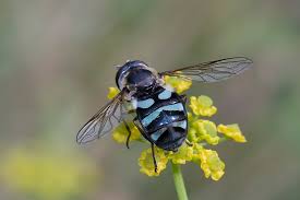 Attēlu rezultāti vaicājumam “Didea alneti”
