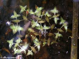 Attēlu rezultāti vaicājumam “Lemna trisulca”